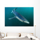 Sleek Blue Shark Swimming Wall Decal Design 13