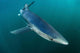 Sleek Blue Shark Swimming Wall Decal Design 13