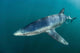 Sleek Blue Shark Swimming Wall Decal Design 12