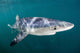 Sleek Blue Shark Swimming Wall Decal Design 11