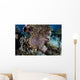Crown-of-thorns Sea Star Feeds Wall Decal Design 3