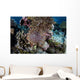 Crown-of-thorns Sea Star Feeds Wall Decal Design 3