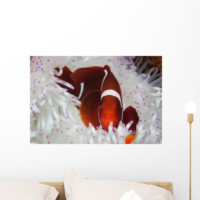 Spine-cheeked Anemonefish Swims among Wall Decal Design 3 shown on a wall
