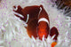 Spine-cheeked Anemonefish Swims among Wall Decal Design 3