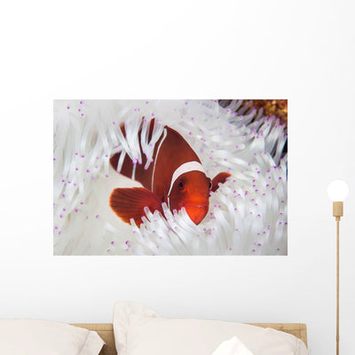 Spine-cheeked Anemonefish Swims among Wall Decal Design 2 shown on a wall