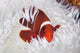 Spine-cheeked Anemonefish Swims among Wall Decal Design 2