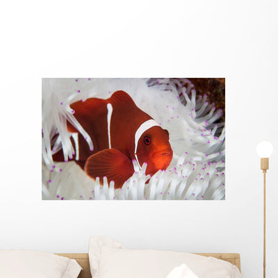 Spine-cheeked Anemonefish Swims among Wall Decal Design 1 shown on a wall