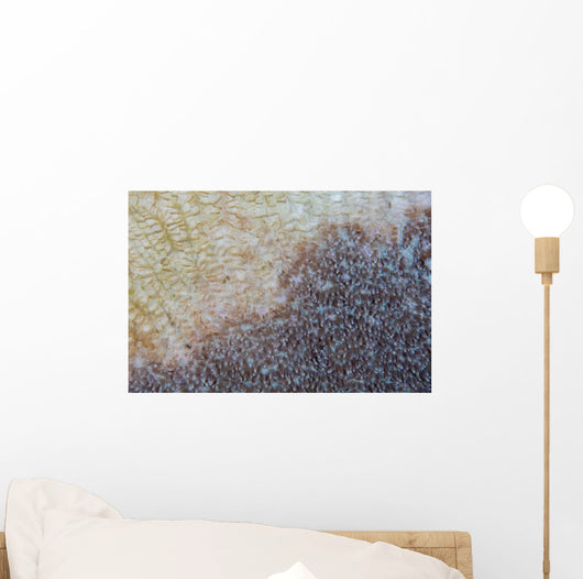 Colony Coral Slowly Dies Wall Decal