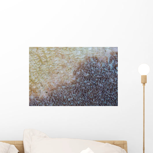 Colony Coral Slowly Dies Wall Decal