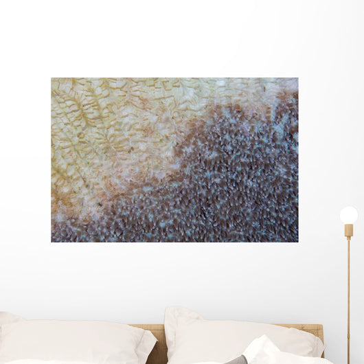 Colony Coral Slowly Dies Wall Decal
