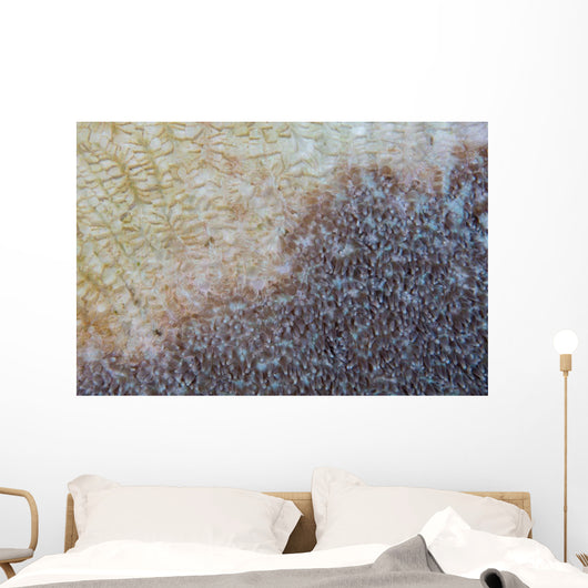 Colony Coral Slowly Dies Wall Decal
