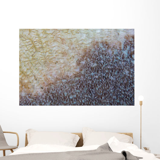 Colony Coral Slowly Dies Wall Decal
