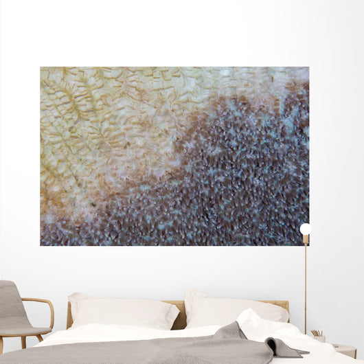 Colony Coral Slowly Dies Wall Decal