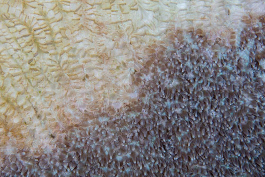 Colony Coral Slowly Dies Wall Decal