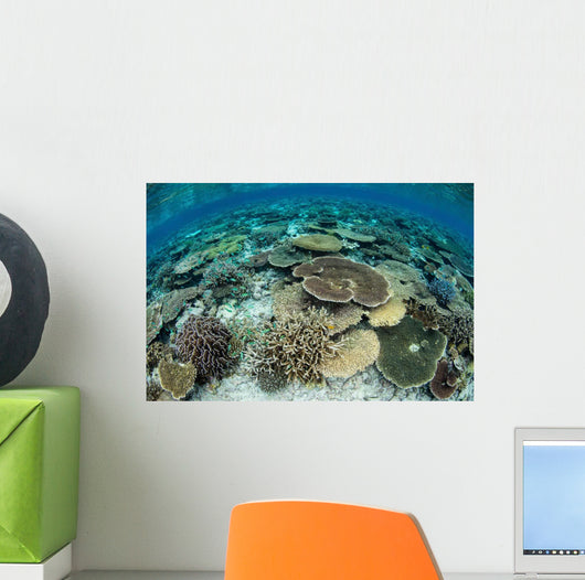 Shallow Coral Reef Thrives Wall Decal Design 16