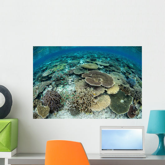 Shallow Coral Reef Thrives Wall Decal Design 16