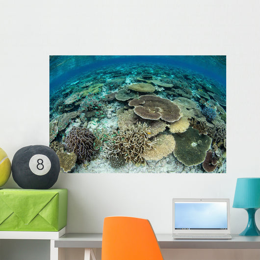 Shallow Coral Reef Thrives Wall Decal Design 16