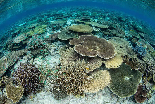 Shallow Coral Reef Thrives Wall Decal Design 16