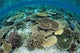 Shallow Coral Reef Thrives Wall Decal Design 16