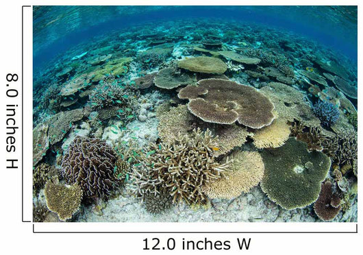 Shallow Coral Reef Thrives Wall Decal Design 16