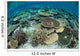 Shallow Coral Reef Thrives Wall Decal Design 16