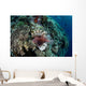 Lionfish Swims along Edge Wall Decal Design 3