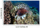 Lionfish Swims along Edge Wall Decal Design 2
