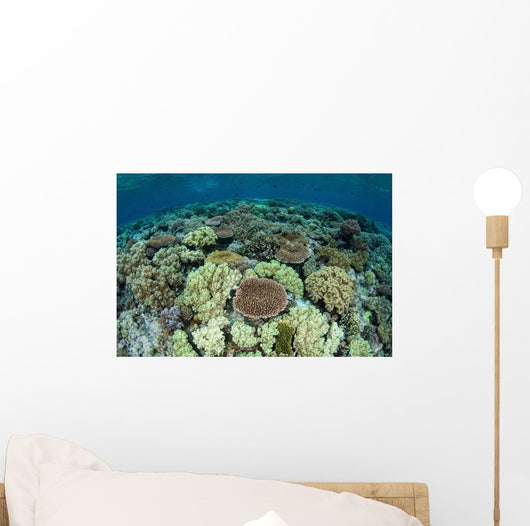 Shallow Coral Reef Thrives Wall Decal Design 15