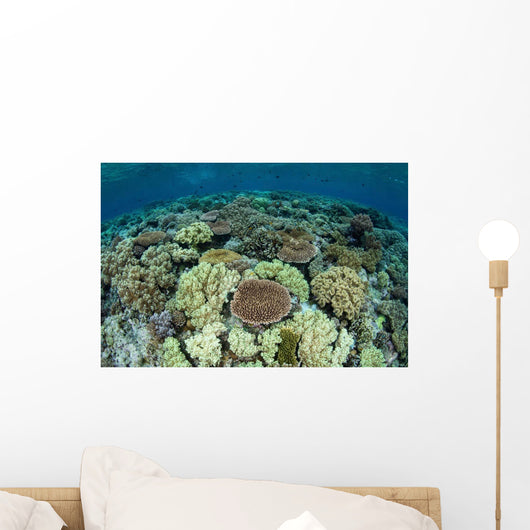 Shallow Coral Reef Thrives Wall Decal Design 15