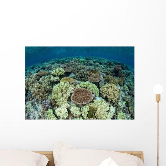 Shallow Coral Reef Thrives Wall Decal Design 15