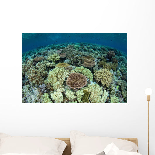 Shallow Coral Reef Thrives Wall Decal Design 15