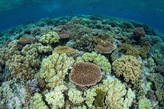 Shallow Coral Reef Thrives Wall Decal Design 15