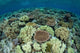 Shallow Coral Reef Thrives Wall Decal Design 15