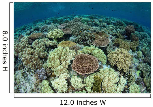 Shallow Coral Reef Thrives Wall Decal Design 15