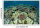 Shallow Coral Reef Thrives Wall Decal Design 15
