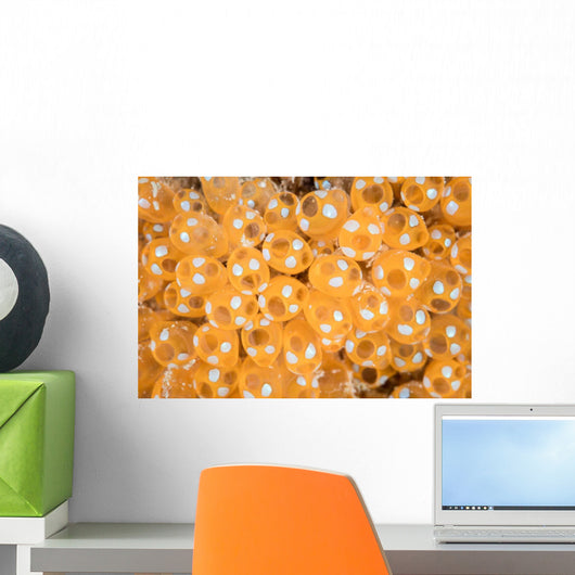 Colony Tunicates Grow Reef Wall Decal