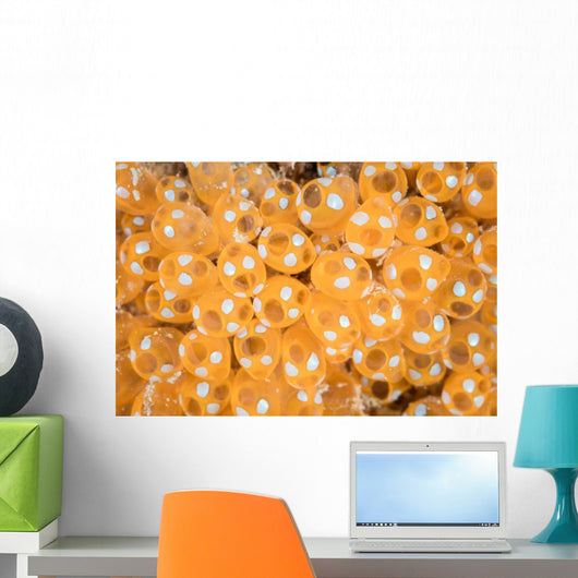 Colony Tunicates Grow Reef Wall Decal