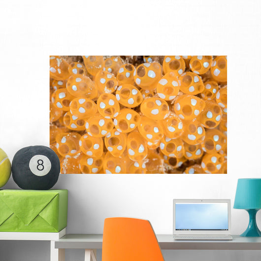 Colony Tunicates Grow Reef Wall Decal