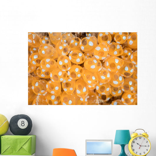 Colony Tunicates Grow Reef Wall Decal