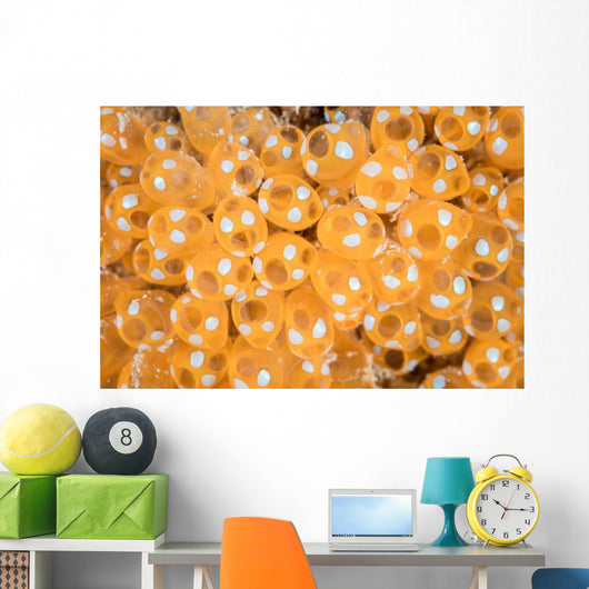 Colony Tunicates Grow Reef Wall Decal