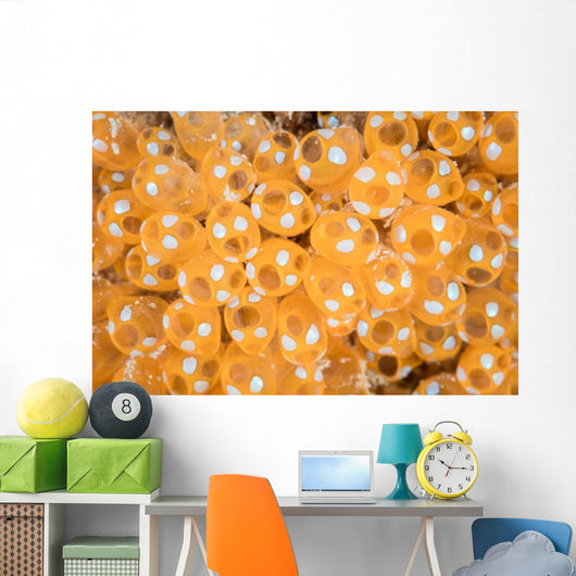 Colony Tunicates Grow Reef Wall Decal