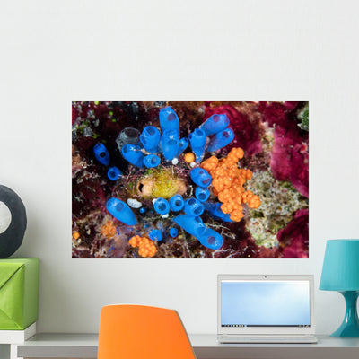 Colorful Tunicates and Soft Wall Decal shown on a wall