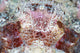 Detail Eyes Scorpionfish Wall Decal