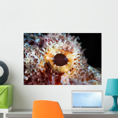 Detail Eye Scorpionfish Wall Decal Design 1 shown on a wall
