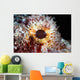 Detail Eye Scorpionfish Wall Decal Design 1