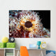 Detail Eye Scorpionfish Wall Decal Design 1