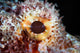 Detail Eye Scorpionfish Wall Decal Design 1