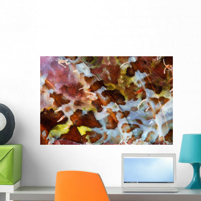 Detail Colorful Dorsal Fin Wall Decal shown on a wall