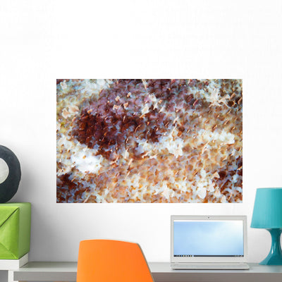 Detail Scales Scorpionfish Wall Decal shown on a wall