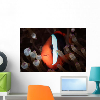 Red and Black Anemonefish Wall Decal Design 2 shown on a wall